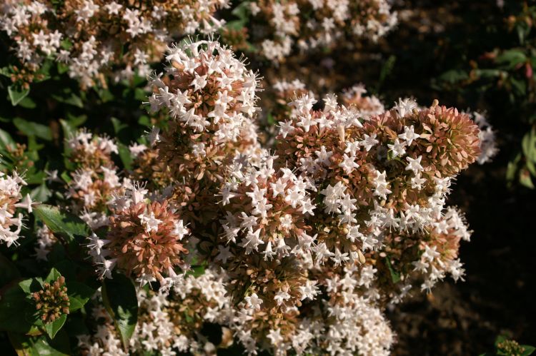 Abelia chinensis