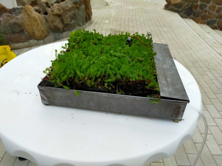 Mooie foto van een groendak.