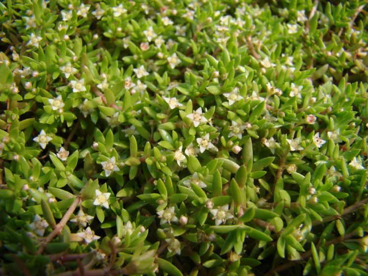 Watercrassula (Crassula helmsii). Foto: Stéphane Delplanque, CC-BY-SA 2.0 FR