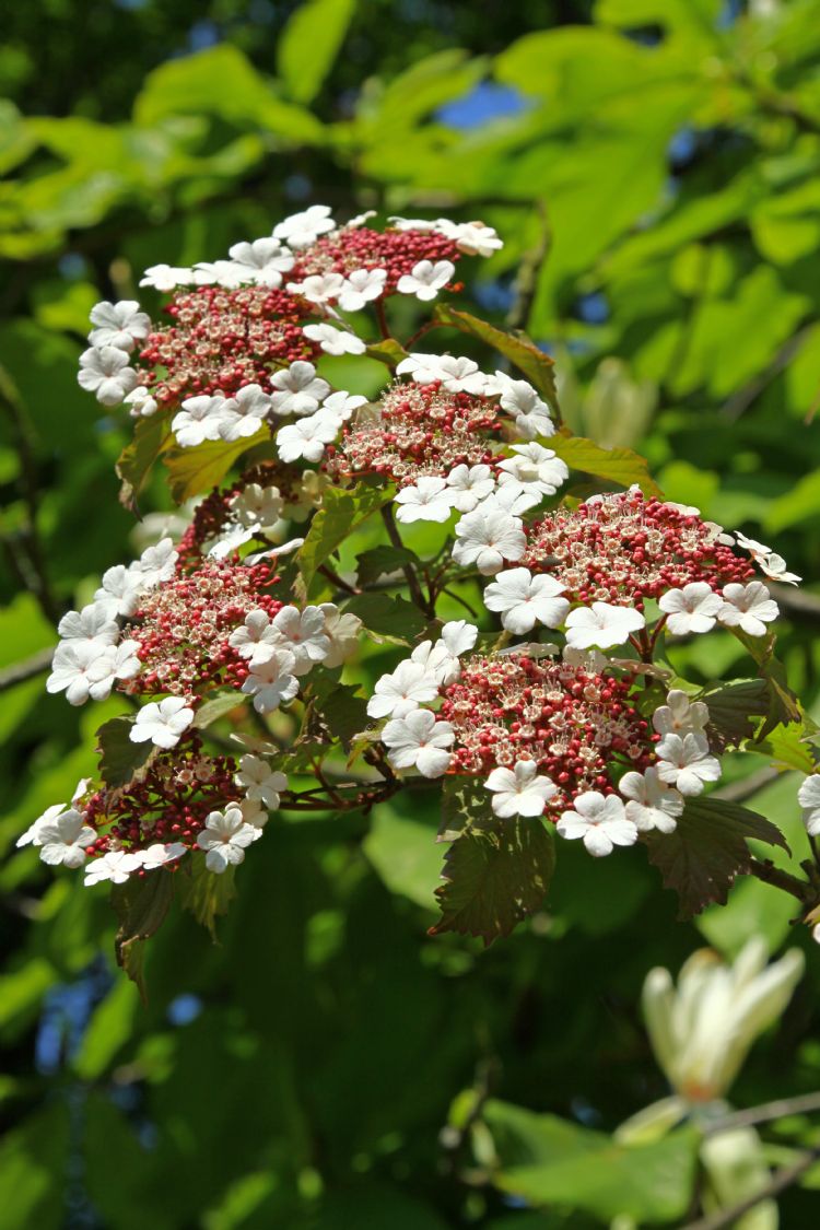 Viburnum sargentii 'Onondaga'