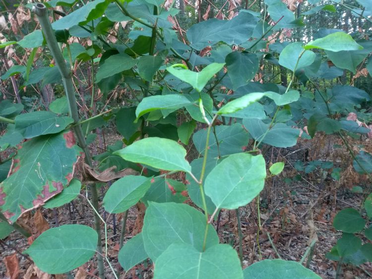 Japanse duizendknoop. Fallopia × conollyana hybride plant niet weergegeven. 