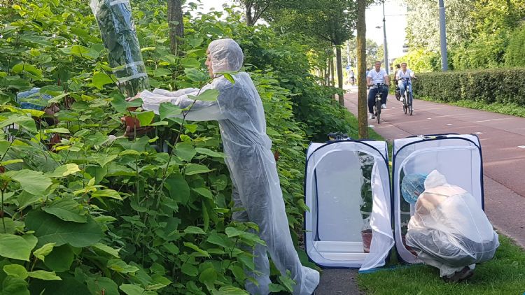 Opnieuw wordt de Japanse bladvlo losgelaten in de Nederlandse natuur Foto: Jaike Bijleveld 