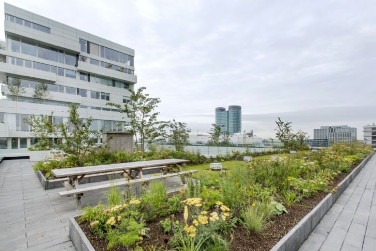 Daktuin Zijdebalen in Utrecht