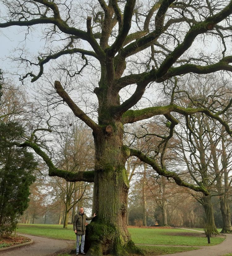 Dirk Doornenbal bij ‘zijn’ monumentale zomereik in park Hartenstein Oosterbeek