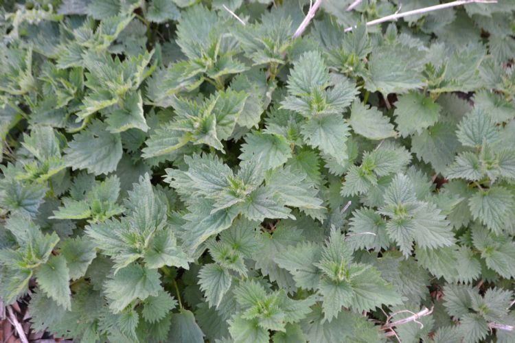 Brandnetel scoort goed in het opnemen van PFAS