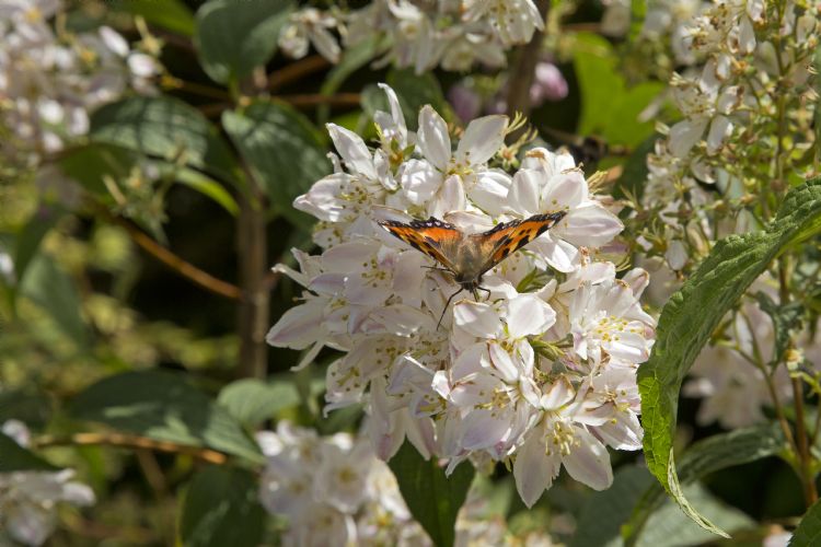 <i>Deutzia hybrida</i> 'Joconde'