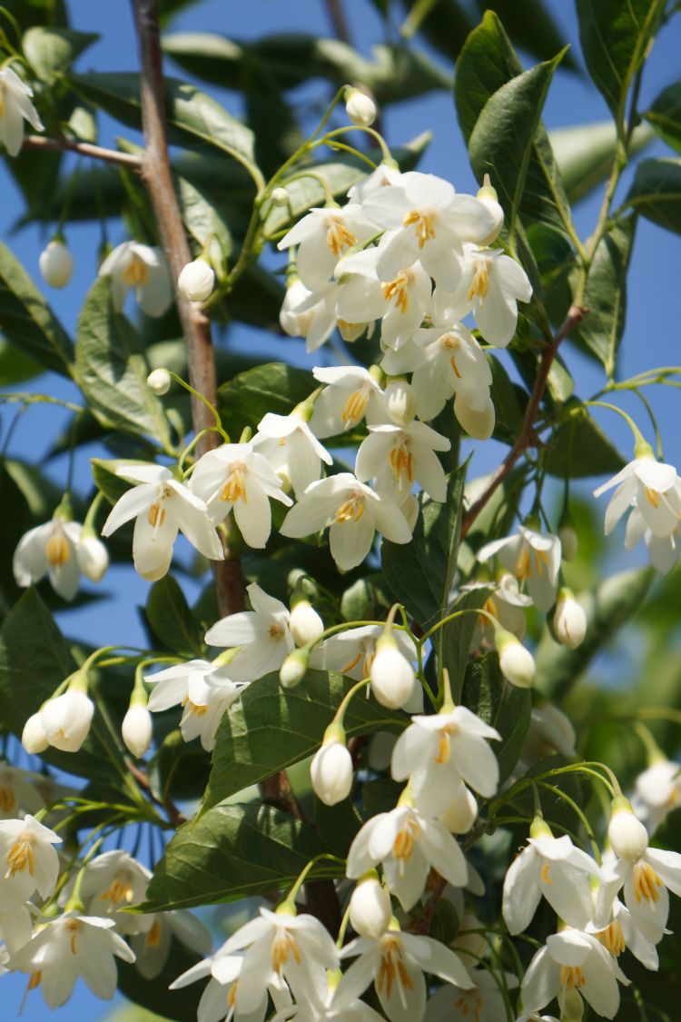 <i>Styrax japonicus</i> 'June Snow'