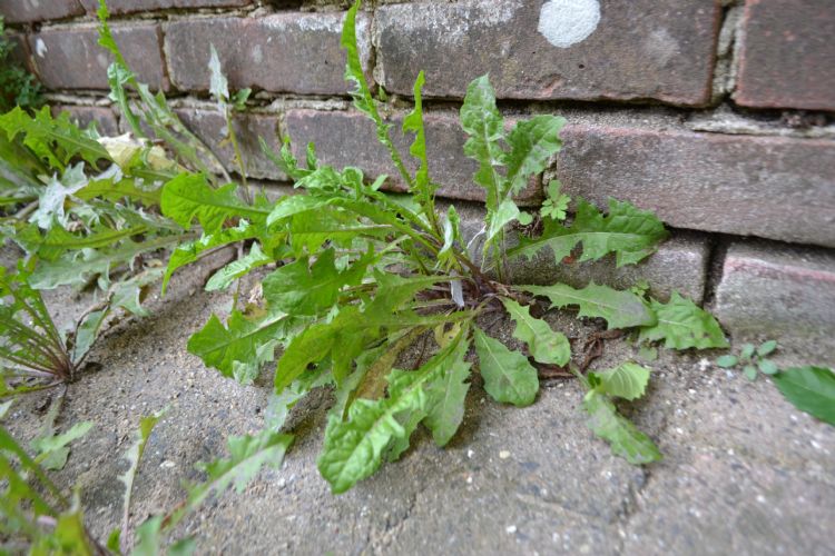 Beeld ter illustratie: onkruid in de openbare ruimte