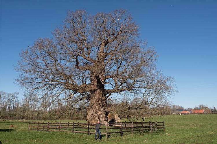 Jurylid Henry Kuppen bij een van zijn favoriete bomen