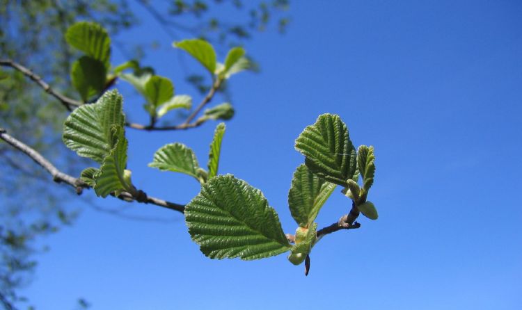 Alnus glutinosa