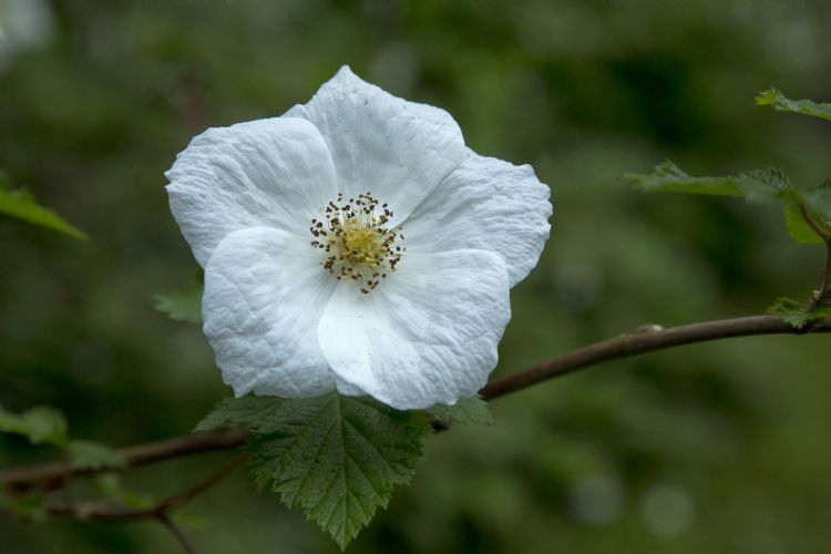 <i>Rubus</i> 'Benenden'