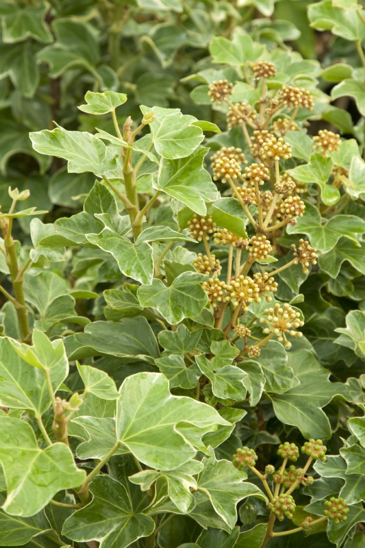 <i>Fatshedera lizei</i> 'Variegata'