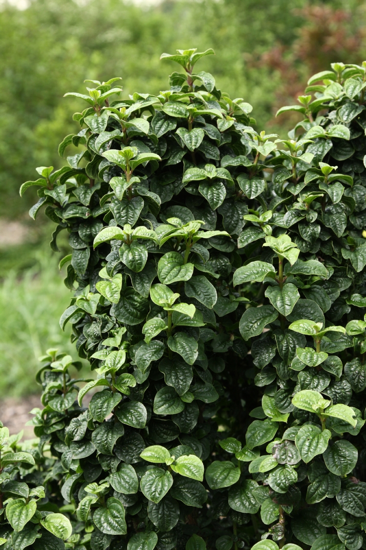 <i>Cornus sanguinea</i> 'Compressa'