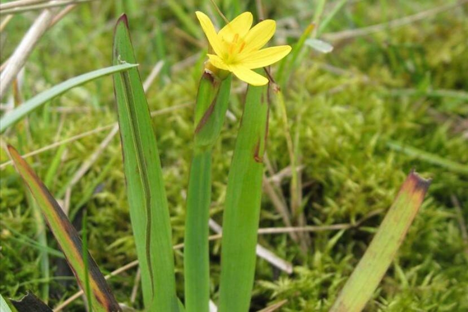 De almaar verder oprukkende gele bieslelie (Sisyrinchium californicum), Bron: nvwa.nl, beeld door Petra van der Wiel