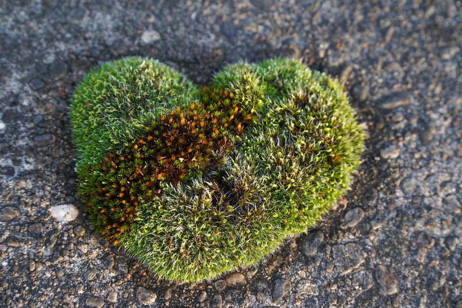 Hart voor groen: natuurherstel