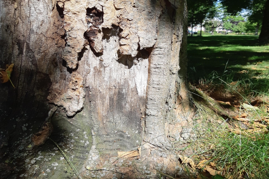 Esdoorn Zuiderpark Apeldoorn, schors is zich aan het herstellen (r) van zonnebrand