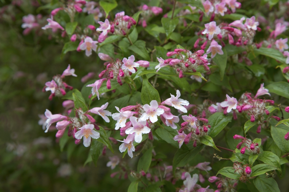<i>Kolkwitzia amabilis</i> 'Pink Cloud'