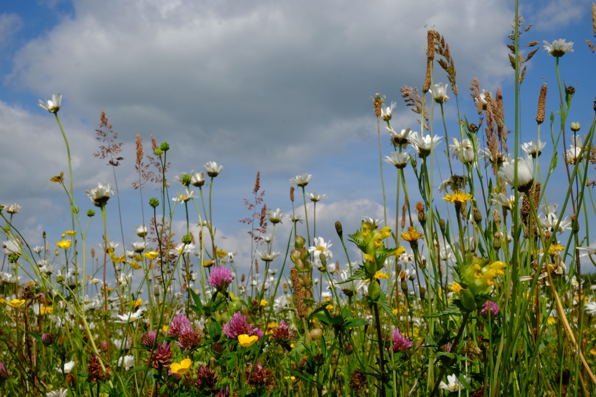 Cruydt-Hoeck Kennisdagen 5 en 6 juni 2024