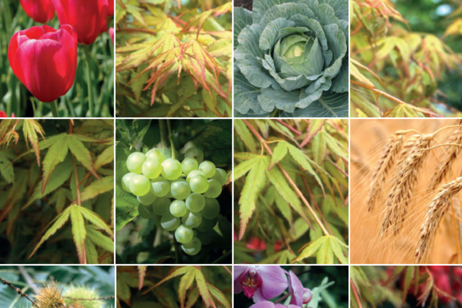 Deel van de cover: Nederlandse namen van cultuurplanten Marco Hoffman Mirjam Lemmens Standaardlijst 2024.