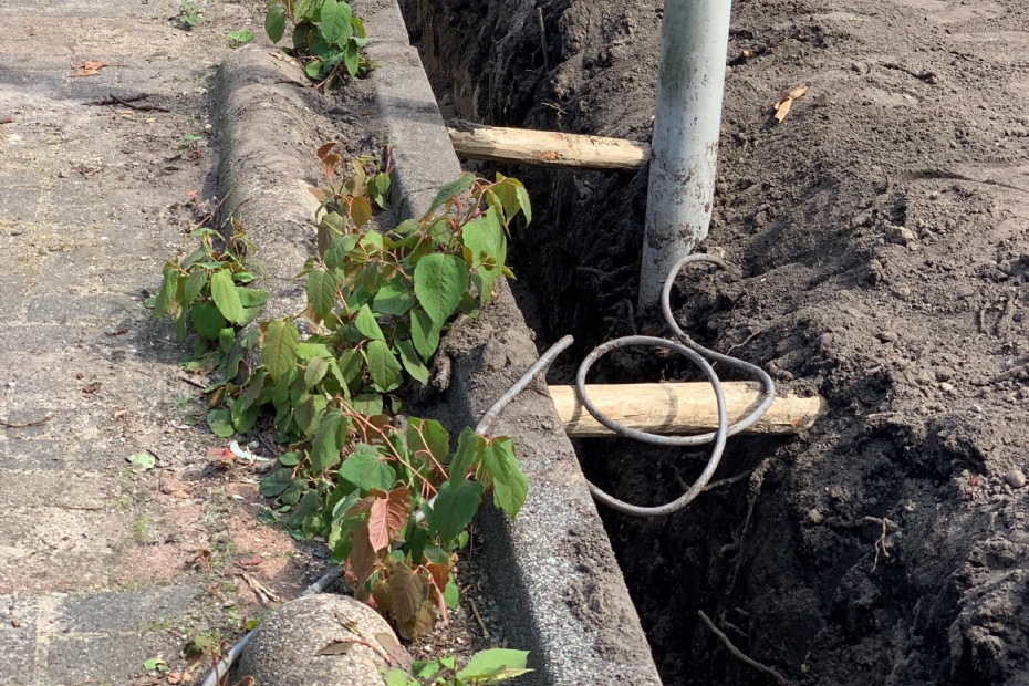 Opkomende Japanse duizendknoop in Amsterdam