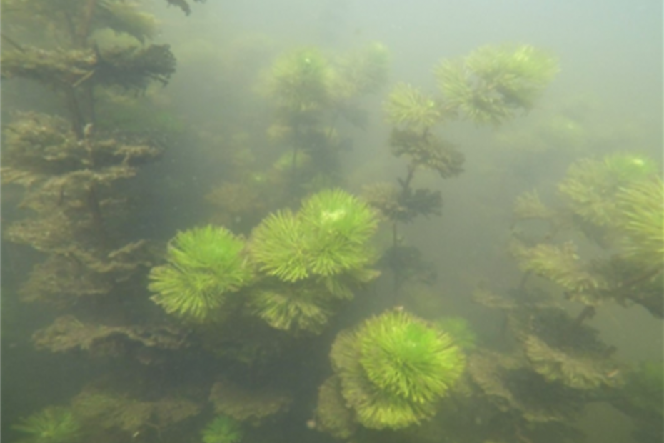 Cabomba (Beeld via Hoogheemraadschap De Stichtse Rijnlanden)