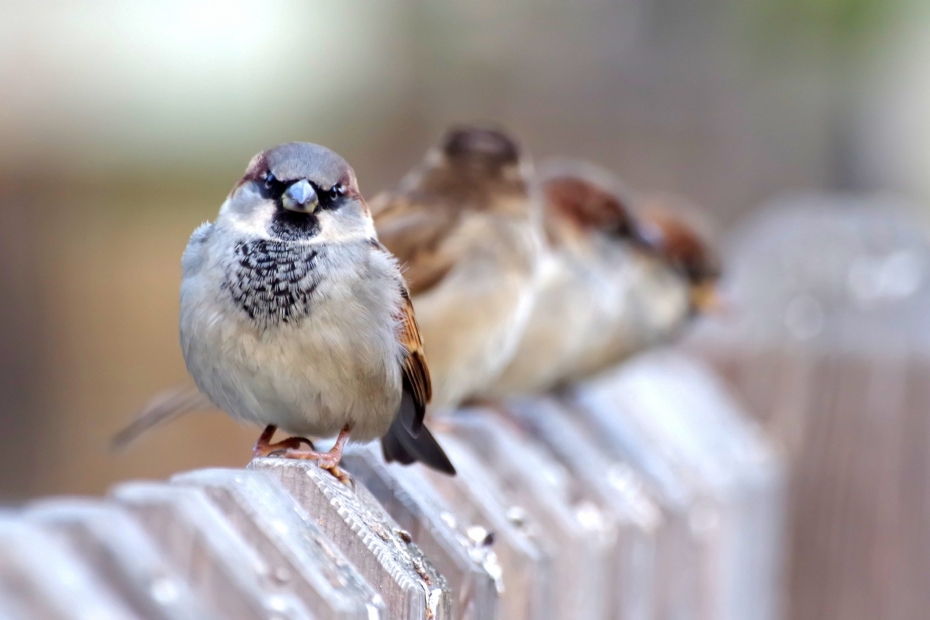 Huismus (pixabay) Huismus (pixabay)