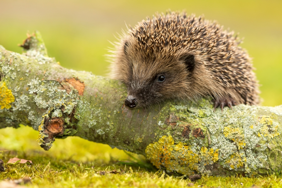 Credits in beeld: Callingcurlew23/iStock