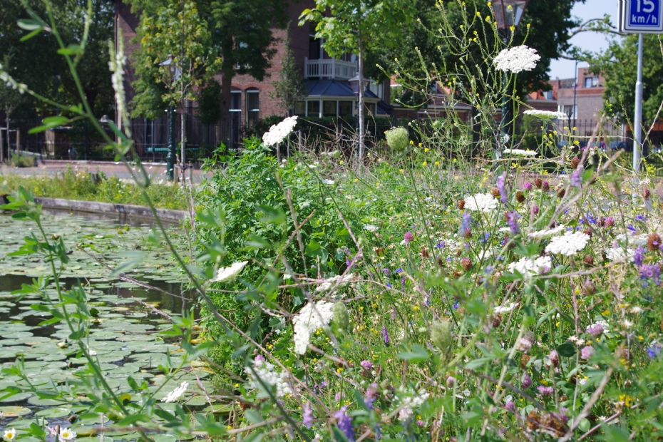 De vele watergangen die Leiden rijk is, brengen veel biodiversiteit in de stad