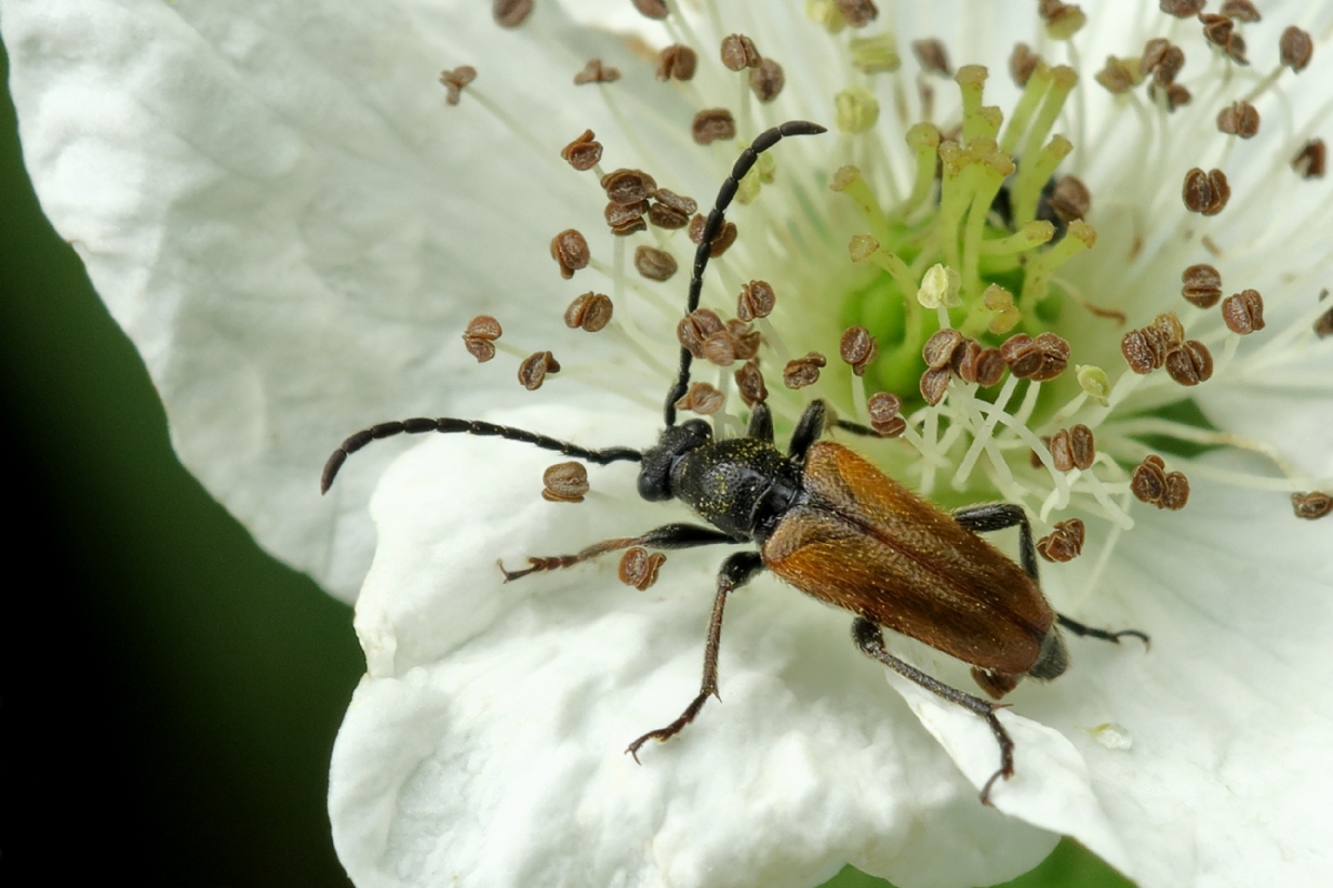 'Natuurlijk dichtbij': bloemen, insecten en kunst in Museum Jan Boon
