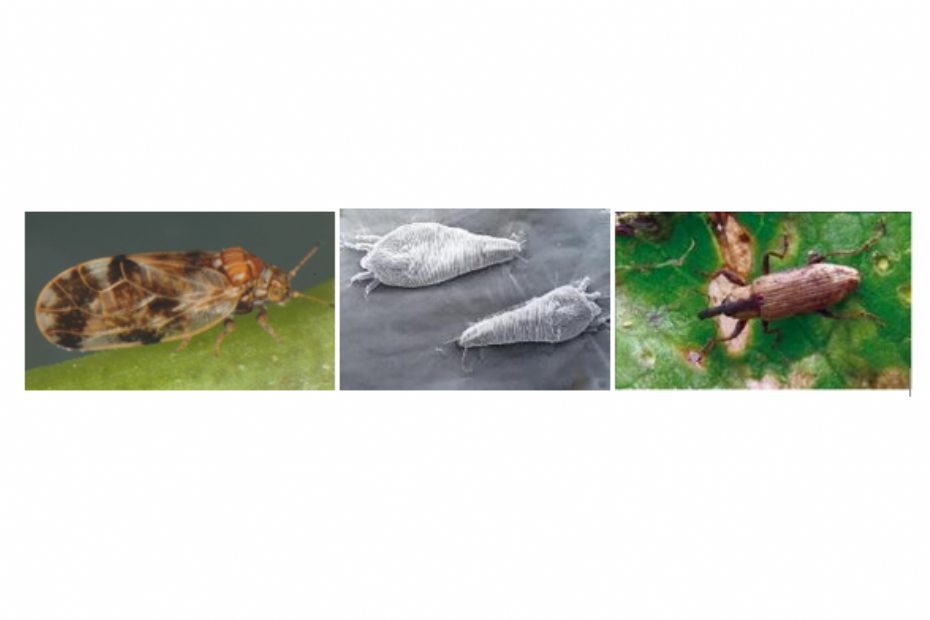 Links: de bladvlo tegen Japanse duizendknoop; midden: de mijt tegen watercrassula; rechts: de snuitkever tegen grote waternavel (foto's: CABI)