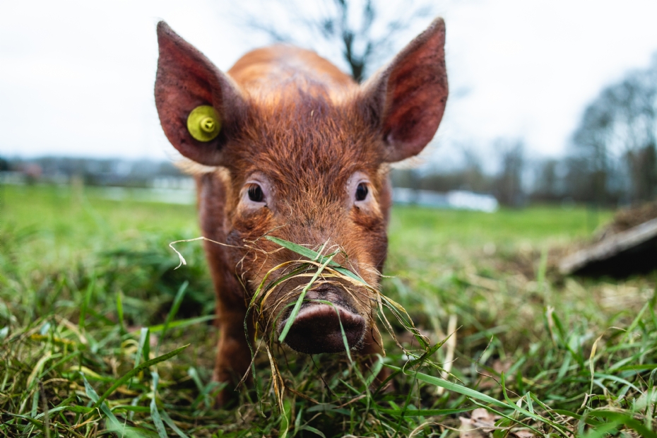 De oerwroeters eten ongewenste beplanting (foto Aylin van den Houten)