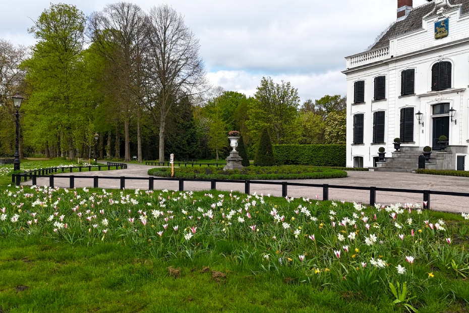 In het 17e-eeuwse park Velserbeek is een lint van bloembollen aangelegd waarin tot aan de zomer altijd iets in bloei staat.