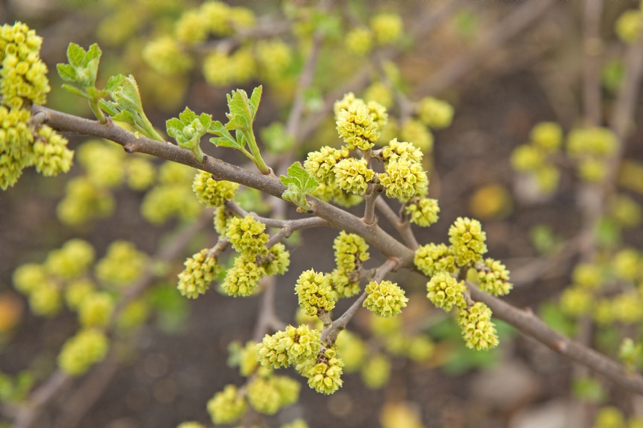 <i>Rhus aromatica</i> <i>Rhus aromatica</i>