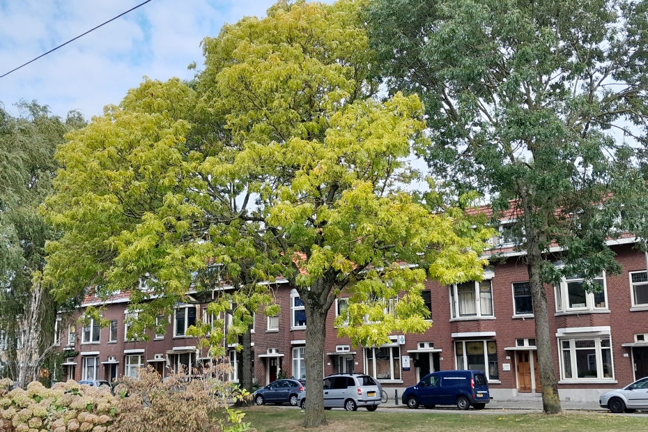 Randweg, Rotterdam. Fraxinus pennsylvanica. 