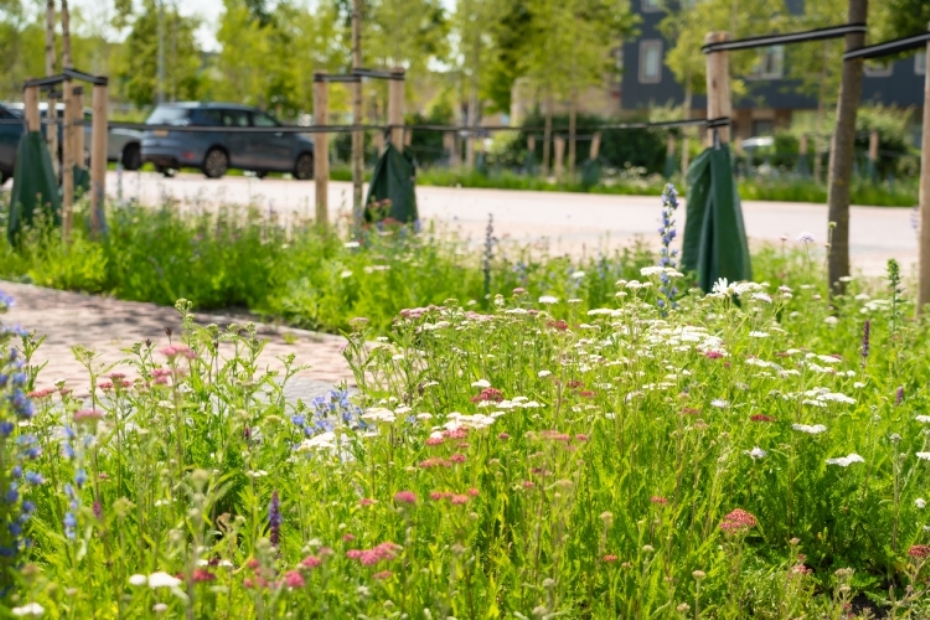 Zeven weken na aanleg, volop in bloei - juni 2025(Fotografie: Erik Boschman)