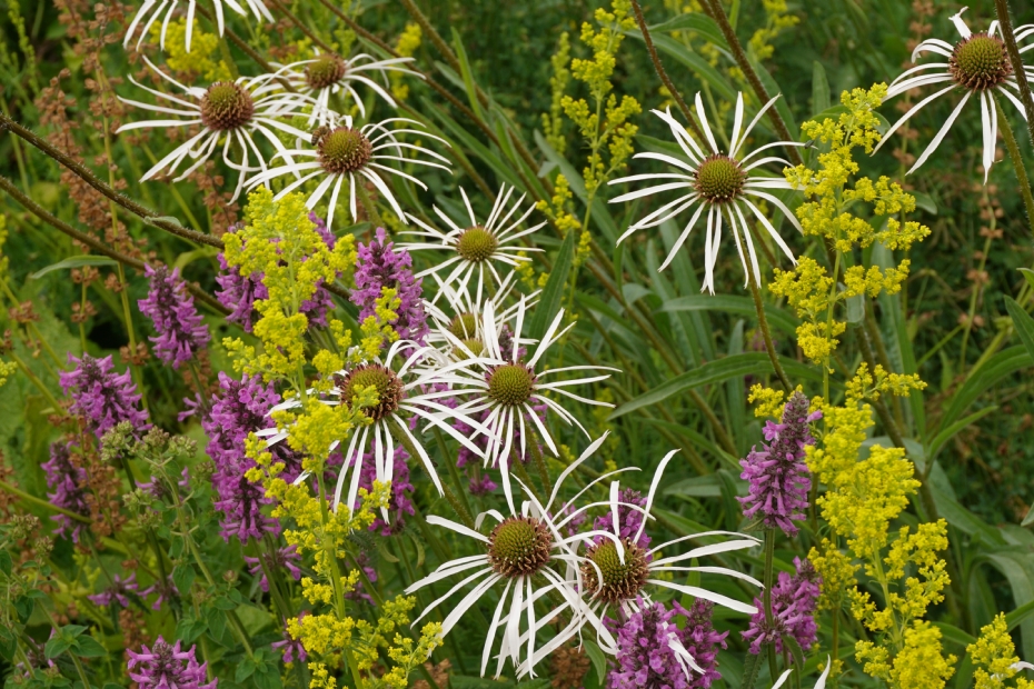Terpstra: 'We laten zien wat mogelijk is met inheemse soorten en hoe ze gecombineerd kunnen worden met gangbare vaste planten voor een jaarronde belevingswaarde'