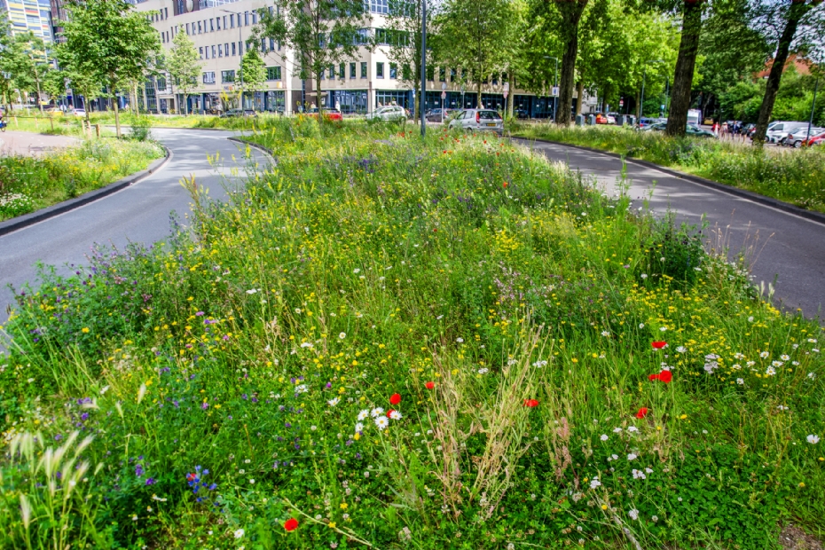 Gemeenten zijn de belangrijkste speler in het realiseren van ecologisch waardevolle bermen: maar liefst 90 procent van het wegennet valt onder hun beheer. Credits: Frans Willem Blok