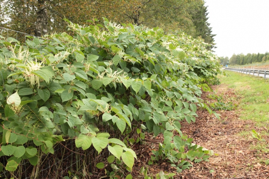Japanse duizendknoop, beeld ter illustratie
