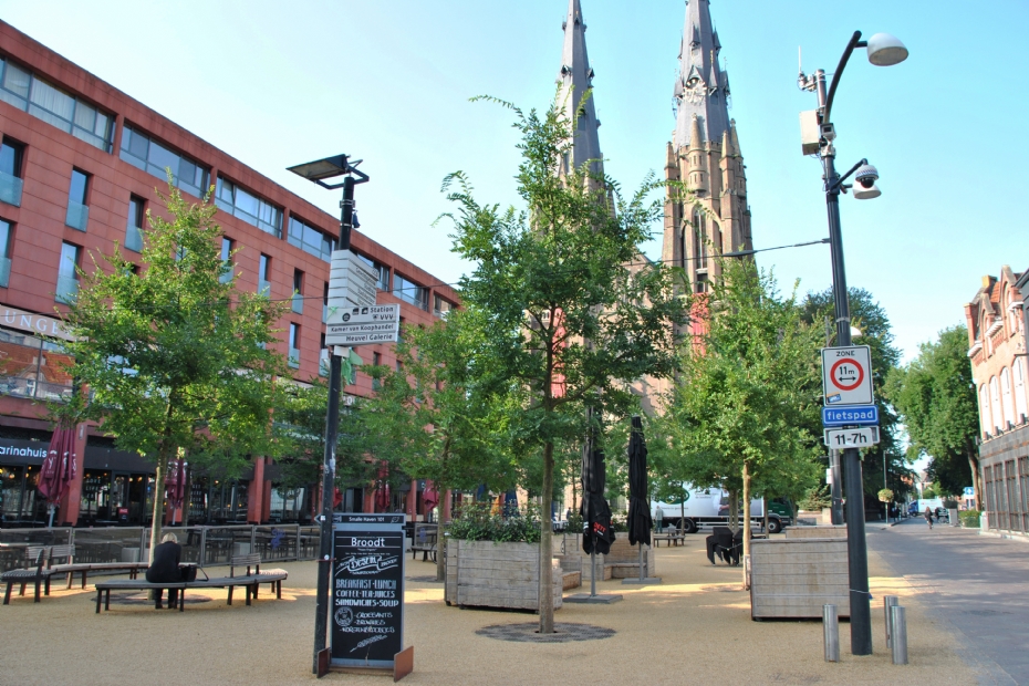Celtis julianae (Catharinaplein Eindhoven), beeld ter illustratie