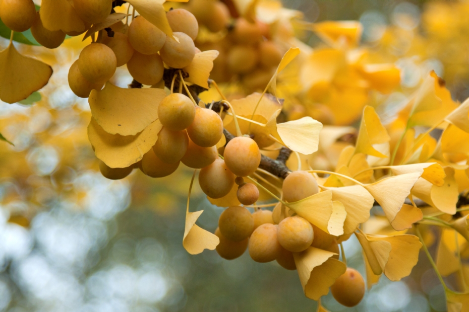 Ginkgo biloba