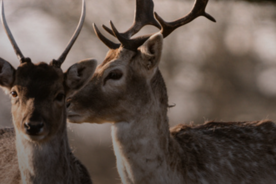 Headerbeeld van het onderzoek, uitgevoerd door FSC en Ipsos