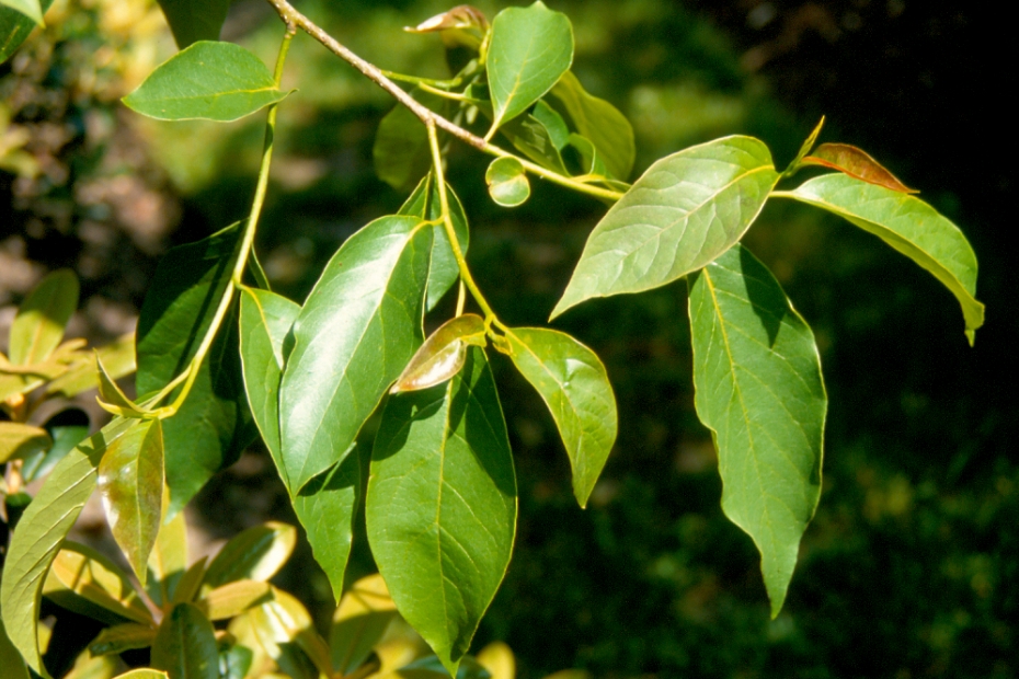 <i>Nyssa sinensis</i> <i>Nyssa sinensis</i>