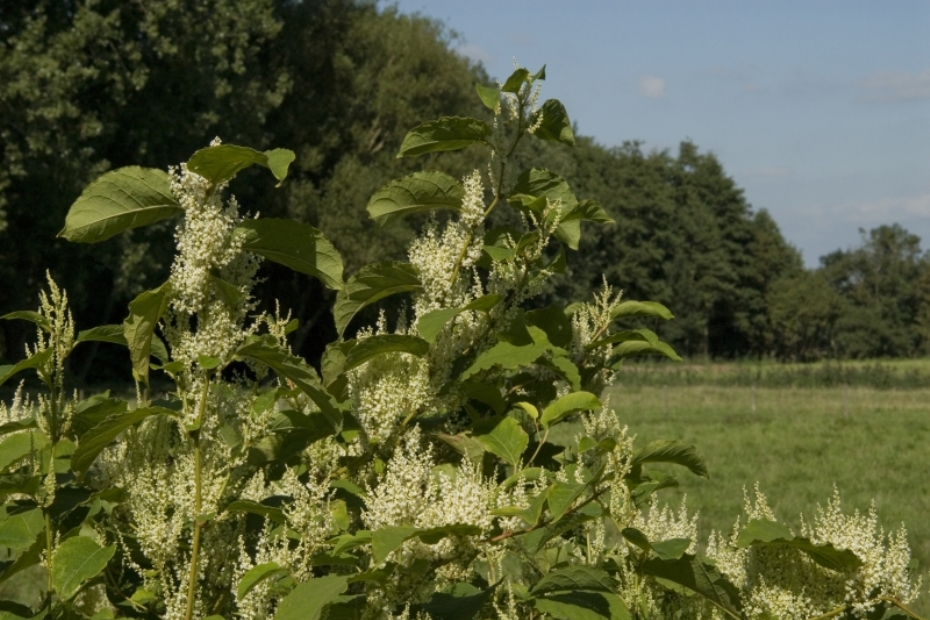 FalLopia japonica, Japanse duizendknoop