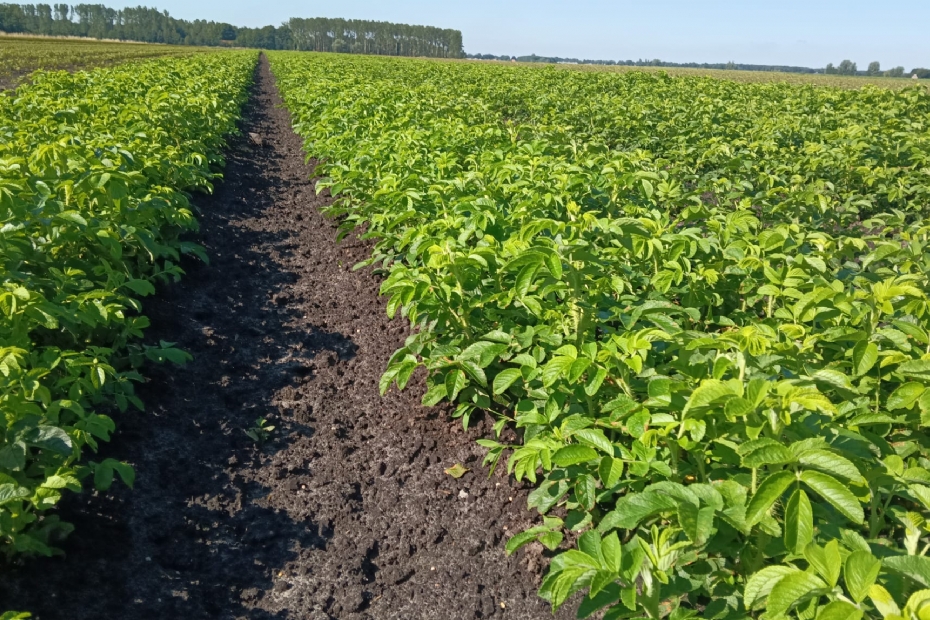 Bomen voor bos- en haagplantsoen, die ook in stedelijk gebied terechtkomen
