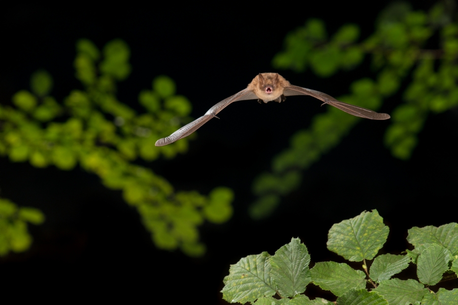 Ingekorven vleermuis (Myotis emarginatus), foto: Paul van Hoof