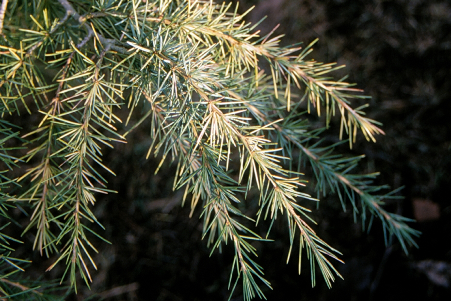 <i>Cedrus deodara</i> 'First Snow'