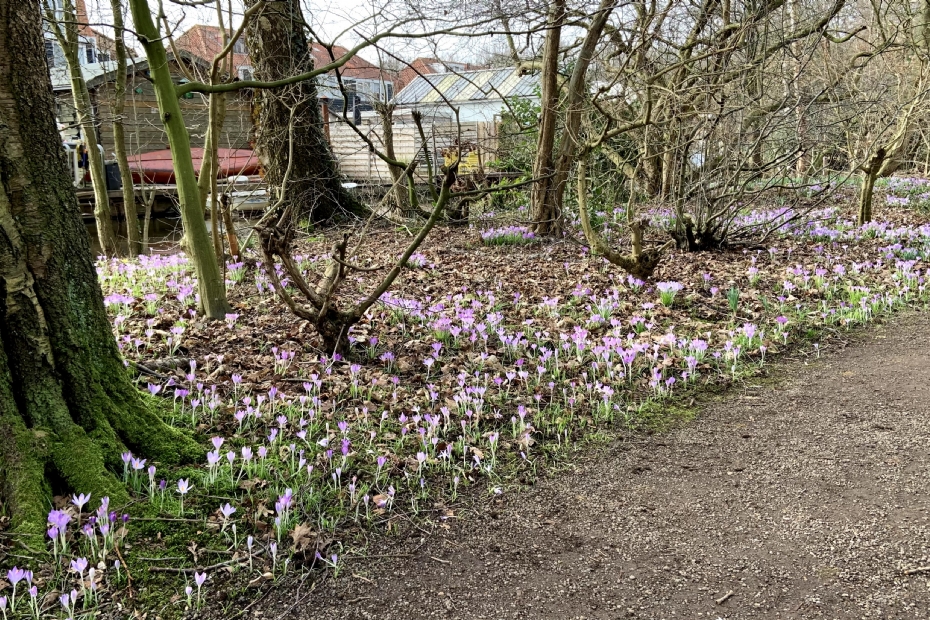 Archieffoto: stinzenbeplanting in Amstelveen (credit JUB) 