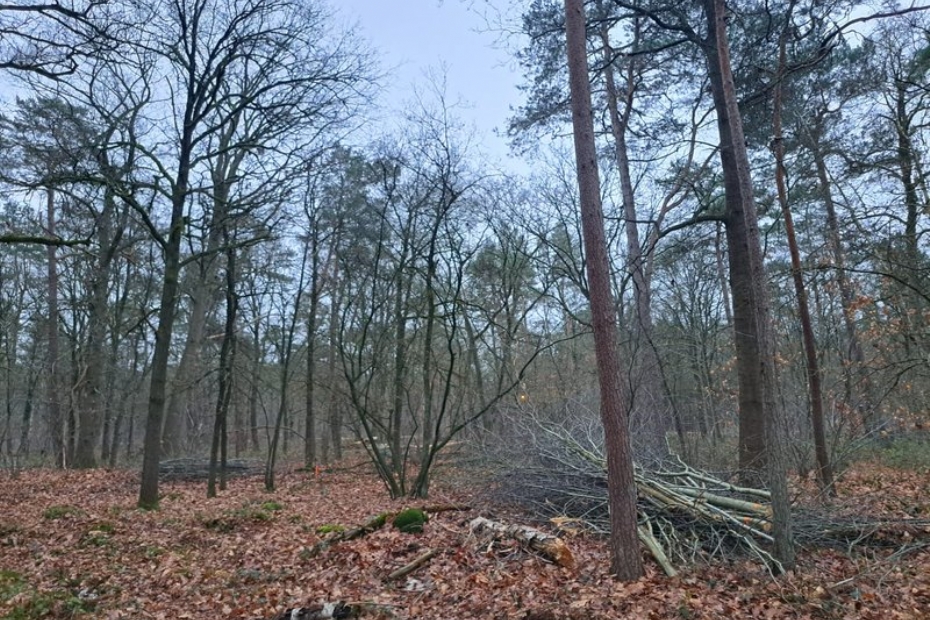 Kleinschalige dunning waarbij hout in bos blijft om meer dood hout te creëren. Foto: Hans van Lommel
