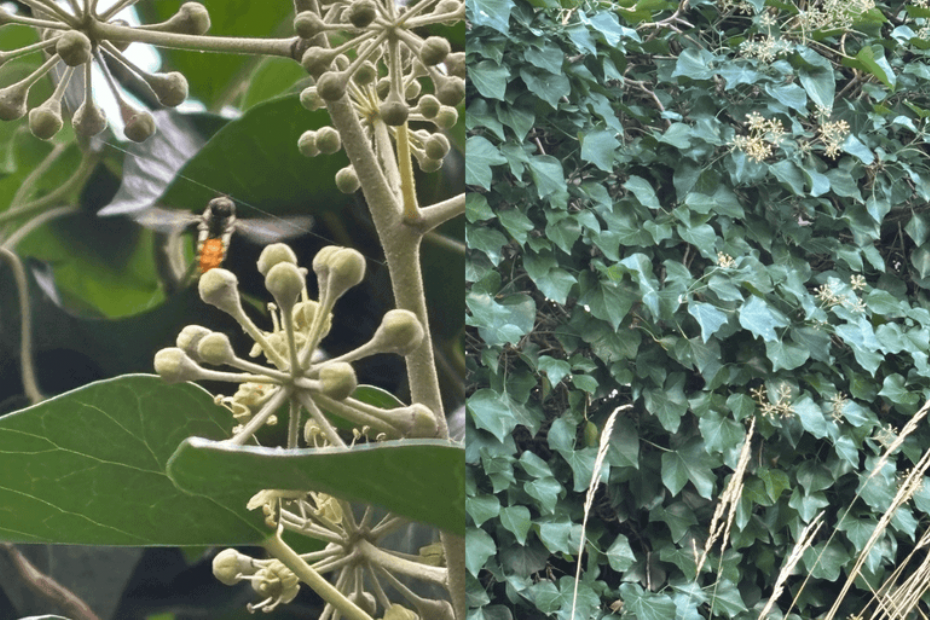 Door gefaseerd te snoeien behoud je nectar in het najaar én bessen in het voorjaar (Bron: IPC Groene Ruimte)