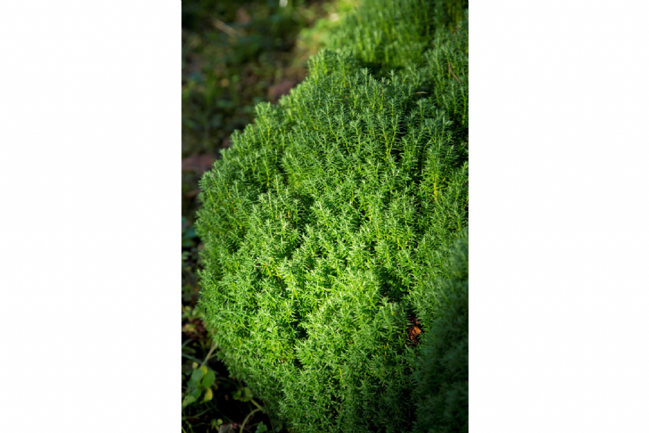 <i>Thuja occidentalis</i> 'Teddy'